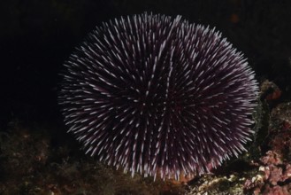 Sea urchin with dark texture, Sphaerechinus granularis (Sphaerechinus granularis), in mysterious