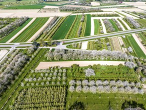 Spring near Sasbach in the Achertal in the Ortenau district. Orchards in bloom.Sasbach,