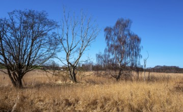Landscape at Lake Neuensien on the island of Rügen, Mecklenburg-Western Pomerania, Germany, Europe