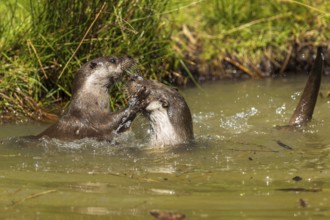 Two otters are engrossed in active play in the water, European otter (Lutra lutra), Germany, Europe