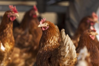 Brown chicken in front looking to the side, surrounded by several chickens, domestic chicken,