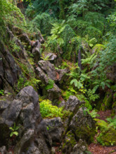 Dense vegetation between rocks in the Felsenmeer nature reserve, near Hemer in the Sauerland region