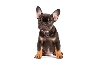 Tan French Bulldog dog puppy on white background