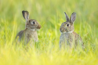 Wildkaninchen, Oryctolagus cuniculus European Rabbit, Oryctolagus cuniculus