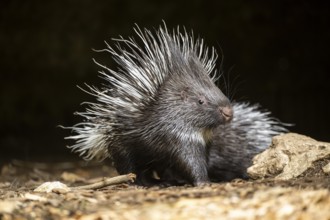 Old World porcupines (Hystrix cristata), youngster, Germany, Europe