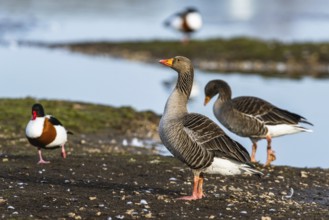 Greylag Goose, Anser anser, birds in flight over winter marshes