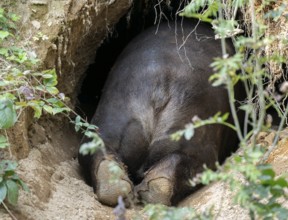 Brown bear (Ursus arctos) crawls into its den, rump and paws visible, Germany, Europe