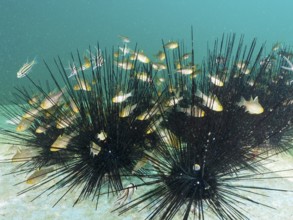 A group of small fish seeks shelter between the spines of large sea urchins, dive site Secret Bay,