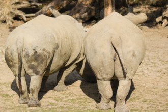 Two butts of white rhinoceros (Ceratotherium simum) in bright sunlight