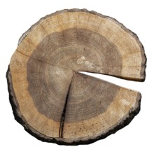 Cross section of pedunculate oak, English oak tree (Quercus robur) showing pattern of annual rings,