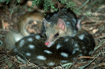 Eastern (Dasyurus viverrinus) Quolls, pair, resting, South Australia, Tuepfelbeutelmarder, Paar,