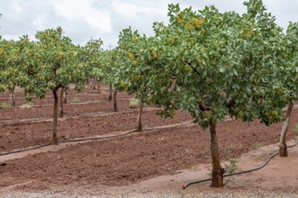 Alamogordo, New Mexico, Pistachios growing at McGinn's Pistachio Tree Ranch. As a desert plant,