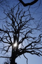 Withered tree, heat of the sun, symbolic image for climate change, Germany, Europe