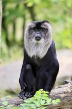 Bearded monkey (Macaca silenus), Wanderu, adult, sitting on tree trunk, alert, India, Asia