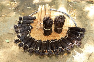 Vanilla (Vanilla planifolia), Nosy Be, Madagascar, Africa