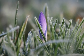 Crocus, February, Germany, Europe