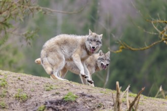 Two grey wolves (Canis lupus lupus) playing on a hill and showing social behaviour
