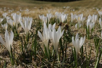 White crocuses on a dry meadow in spring, lily of the valley (Convallaria majalis), Bavaria