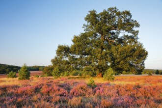 Large oak tree in the evening light in the blooming Lüneburg Heath, Lower Saxony, Germany, Europe