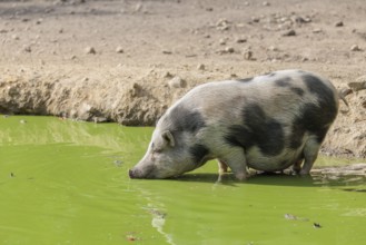 A female Vietnamese pot-bellied pig, Sus scrofa f. domestica, stands in a pond with green water and