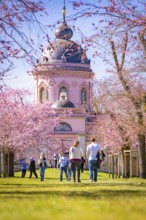 People walking through cherry blossom alley to the pink mosque on a sunny spring day, cherry