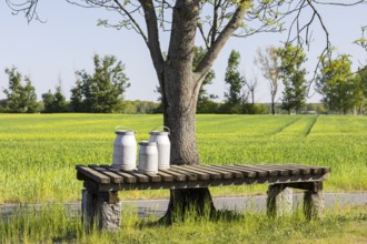 Milk ramp with 2 old aluminium milk cans on a tree, tradition, Upper Lusatia, Saxony, Germany,