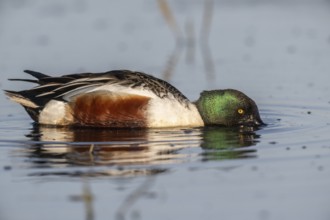 Shoveler (Spatula clypeata), Lower Saxony, Germany, Europe