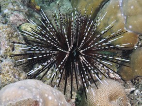 Arbacia lixula with long spines, banded sea urchin (Echinothrix calamaris), on coral reef, dive