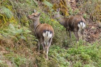 Two female sika deer (Cervus nippon) stand on a rocky but overgrown slope in search of food