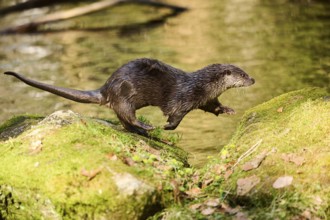 Eurasian otter (Lutra lutra) running over rocks in the bavarian forest, Bavaria, Germany, Europe