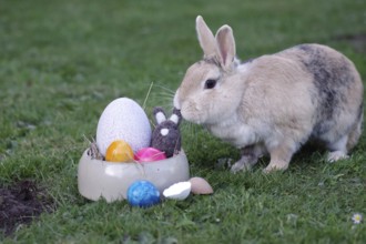 Rabbit (Oryctolagus cuniculus), Easter, Easter bunny, Easter nest, Easter egg, Garden, A rabbit