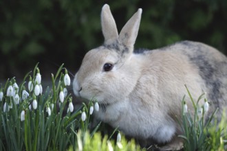 Rabbit (Oryctolagus cuniculus), Easter, snowdrops, Easter bunny, spring, portrait of a rabbit