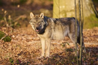 Close-up of a Eurasian wolf (Canis lupus lupus) in a forest in spring, Bavarian Forest National