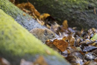Bank vole (Clethrionomys glareolus) foraging on the forest floor
