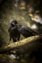 Raven crows (Corvus corone), two, sitting next to each other on a thick mossy branch, one crow
