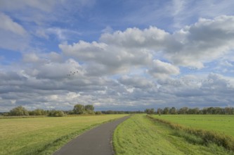Havel cycle path, meadows, dyke, Havel floodplain north of Phöben, Brandenburg, Germany, Europe