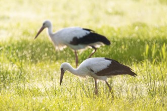 White storks (Ciconia ciconia) foraging in a meadow in the early morning, dew beads on the grass,