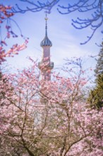 High minaret towers over blossoming cherry trees, blue sky, cherry blossom garden, Schwetzingen