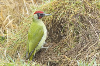 Green woodpecker (Picus viridis) male looking for ground-dwelling ants, Wildlife, Grasspecker,