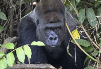 Western lowland gorilla (Gorilla gorilla gorilla), portrait, Réserve Lésio-Louna nature reserve,