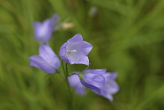 Meadow bellflower (Campanula patula), blue flower, on a nutrient-poor meadow, Wilnsdorf, North