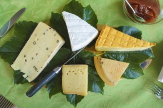 Cheese platter with different types of cheese, hard cheese arranged on vine leaves, knife,