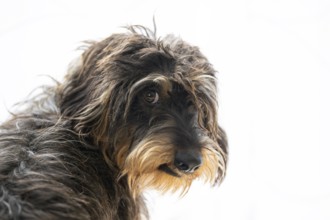 Rough-haired dachshund, female, animal portrait, background white, Stuttgart, Baden-Württemberg,