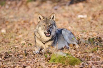 Close-up of a Eurasian wolf (Canis lupus lupus) in a forest in spring, Bavarian Forest National