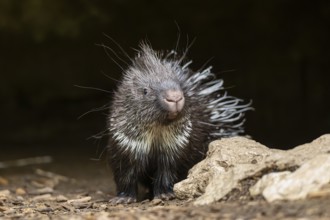 Old World porcupines (Hystrix cristata), youngster, Germany, Europe