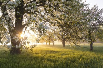 Fresh blossom, morning light, ground mist... simply magical! Foothills orchard meadow in bloom -