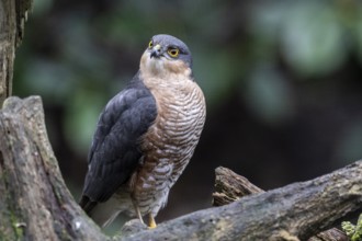 Sparrowhawk (Accipiter nisus), Emsland, Lower Saxony, Germany, Europe