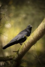 Raven crow (Corvus corone), sitting on a thick, partly mossy branch, looking to the right, in the