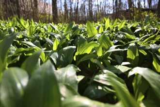 Wild garlic (Allium ursinum), English Garden, Munich, Bavaria, Germany, Europe