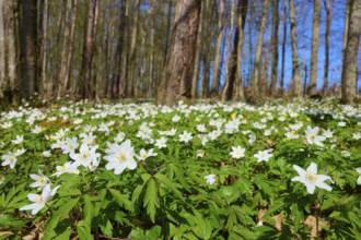 Blue Wood anemone (Anemone nemorosa), flowering anemones in the forest in sunny weather, spring